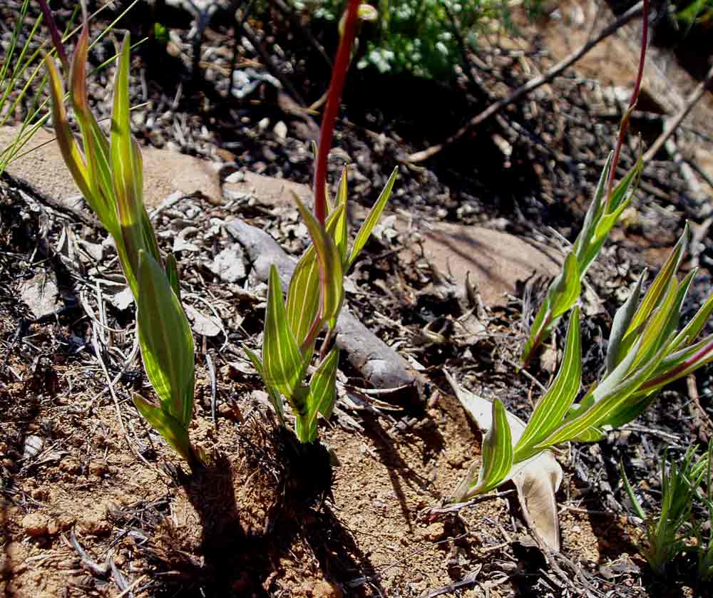 Aster harveyanus subsp. nyikensis