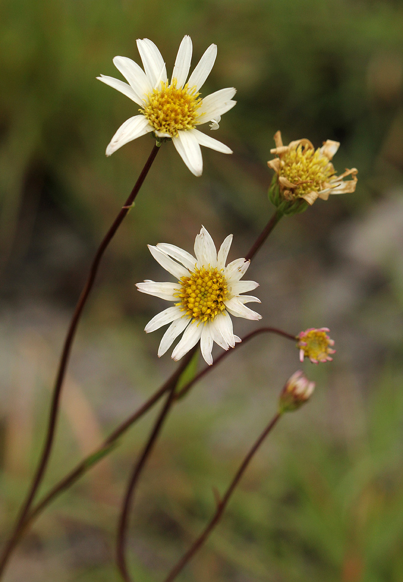 Aster harveyanus subsp. nyikensis