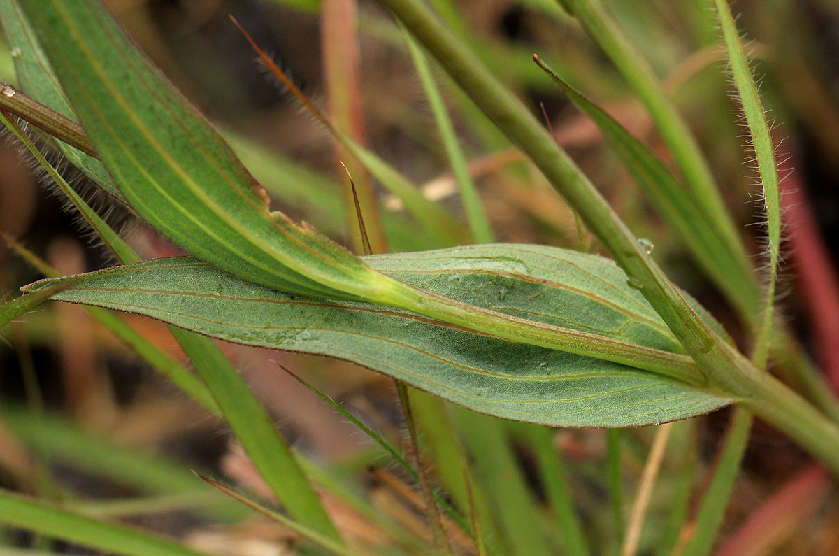 Aster harveyanus subsp. nyikensis
