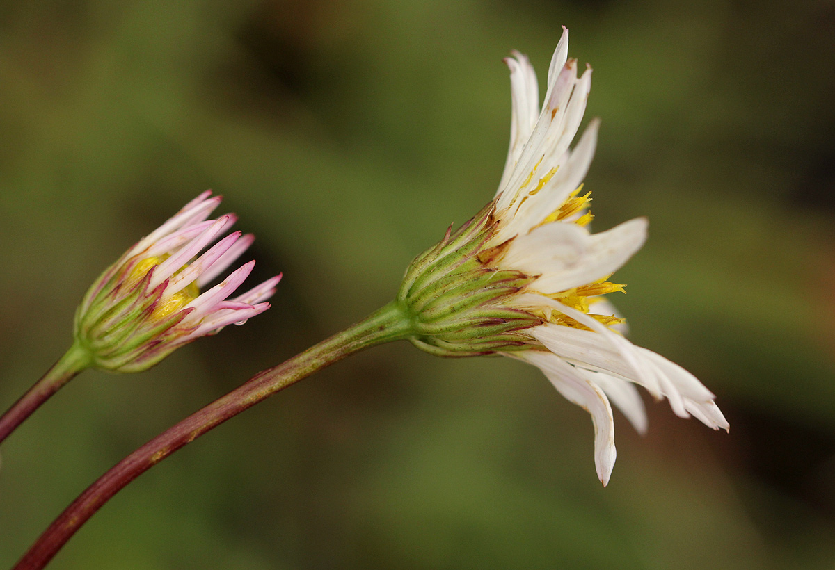 Aster harveyanus subsp. nyikensis