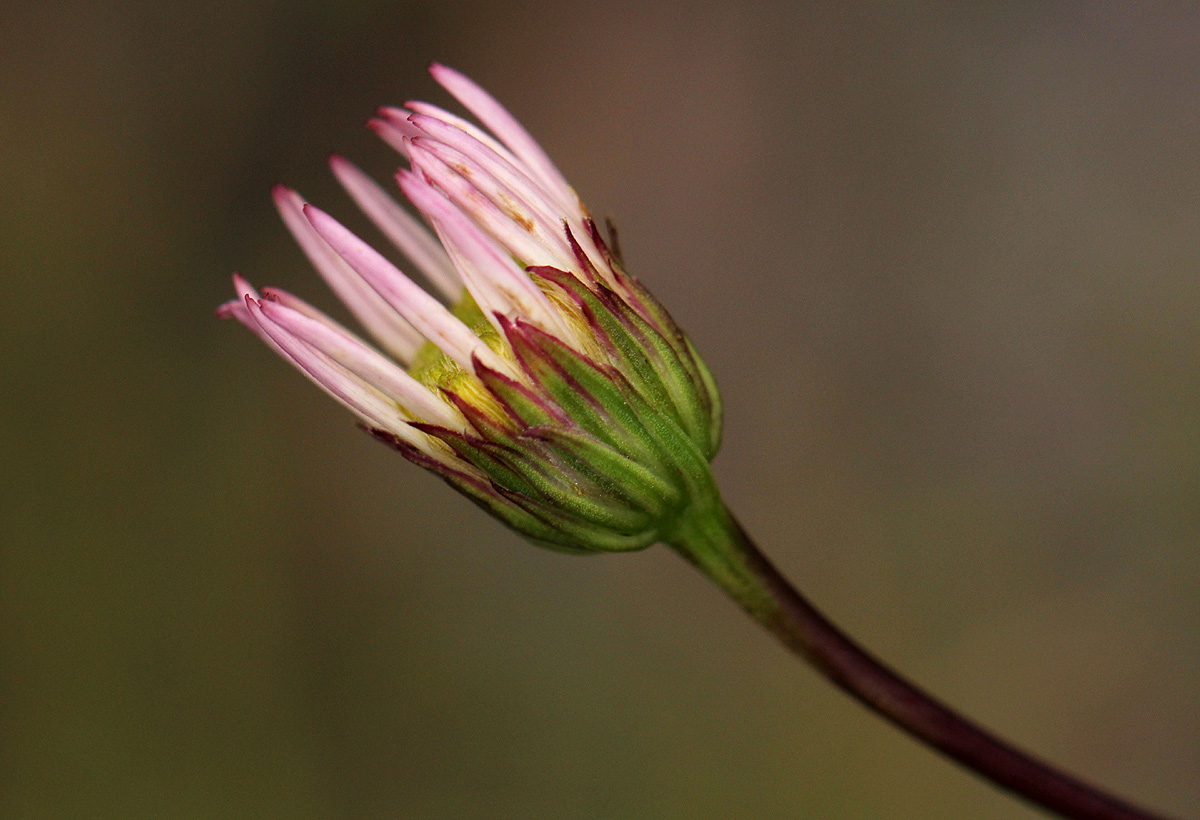Aster harveyanus subsp. nyikensis