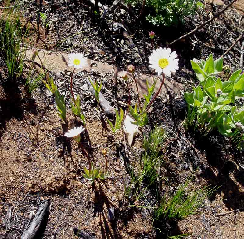 Aster harveyanus subsp. nyikensis