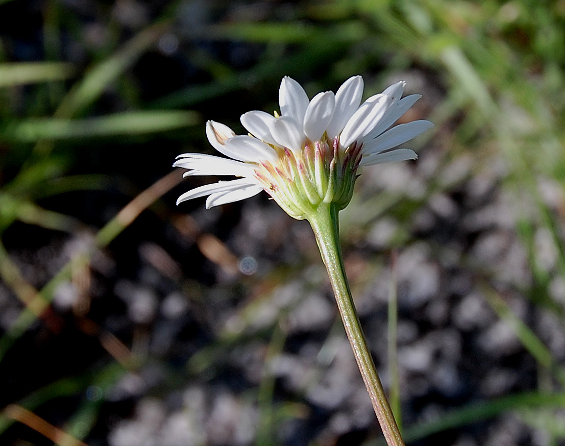Aster harveyanus subsp. nyikensis