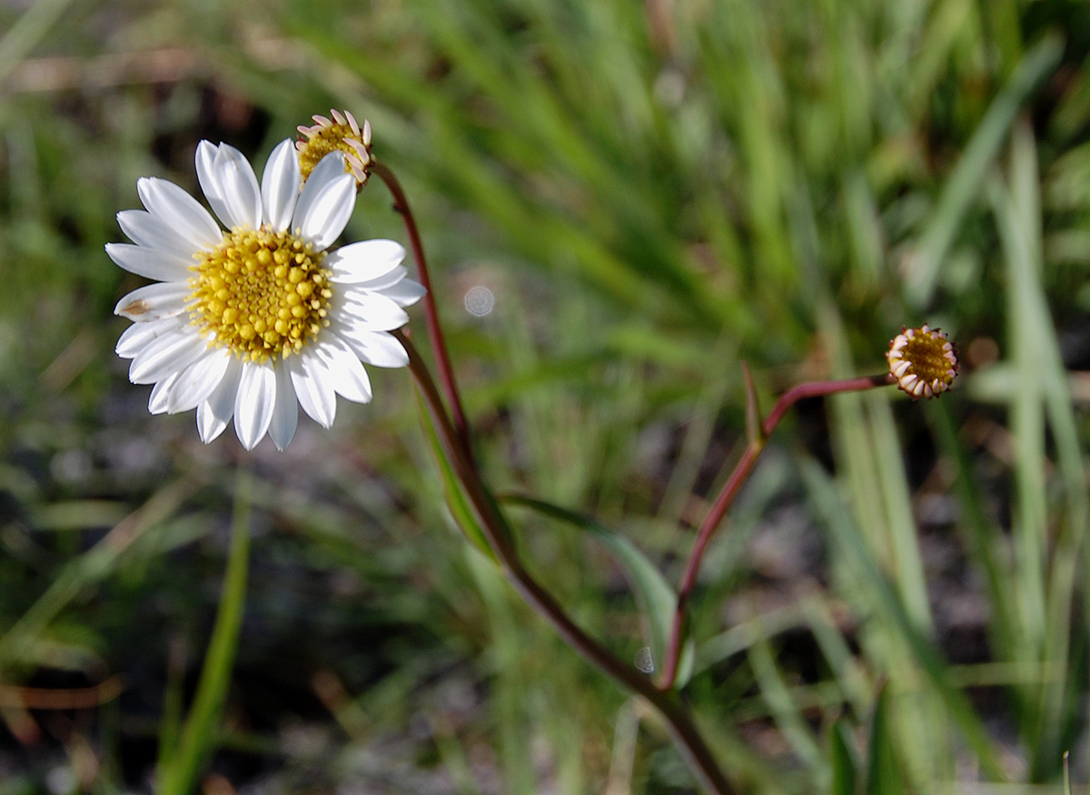 Aster harveyanus subsp. nyikensis