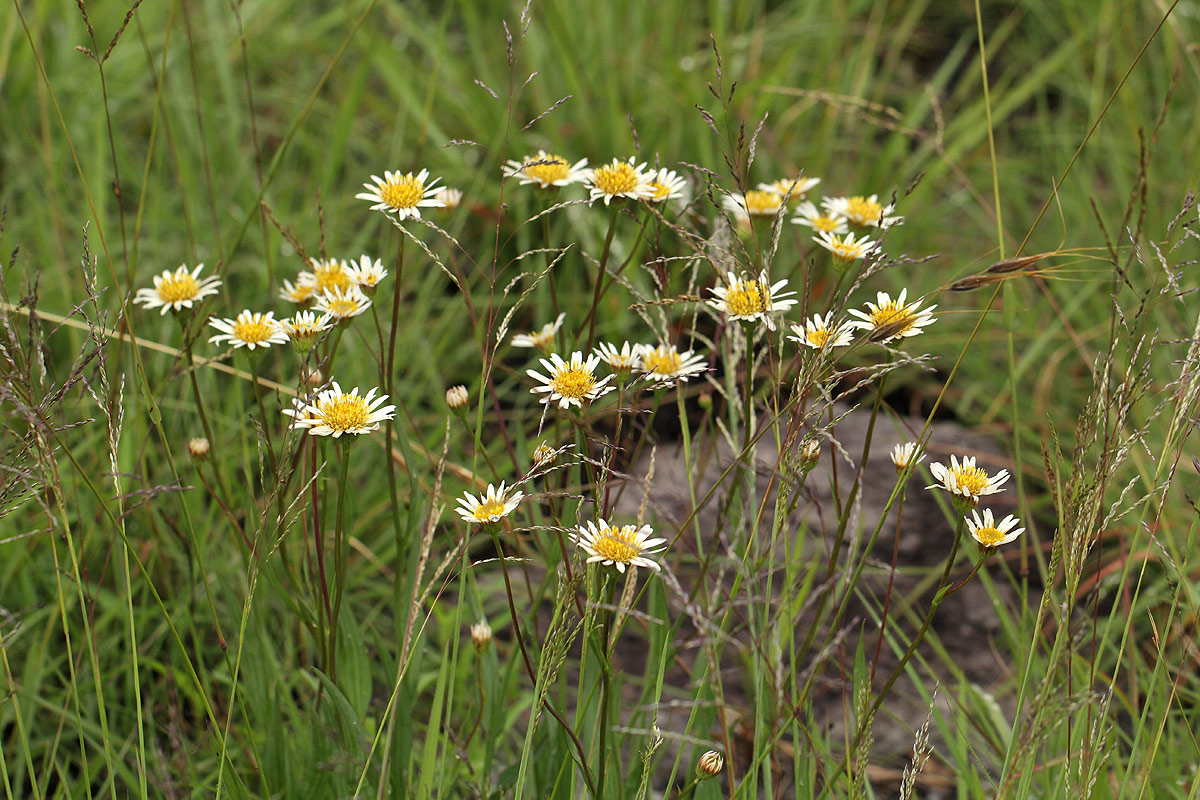 Aster harveyanus subsp. nyikensis