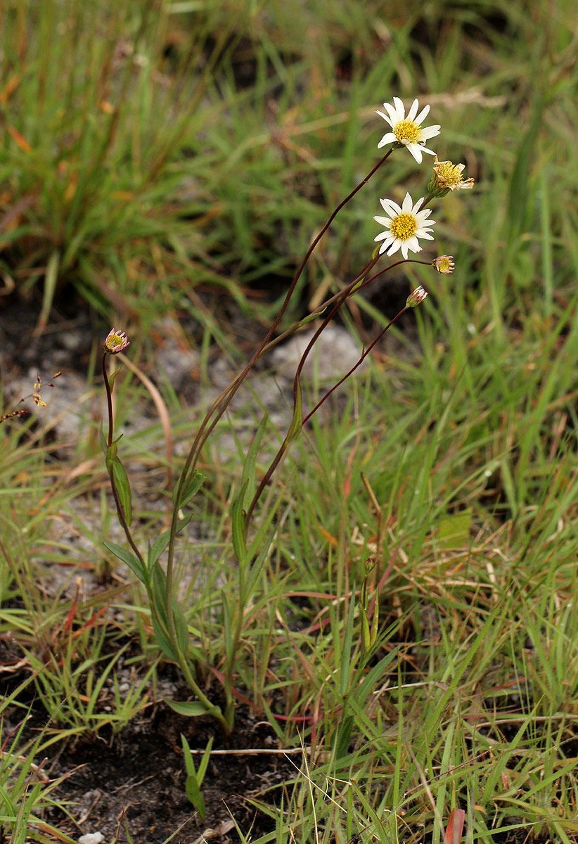 Aster harveyanus subsp. nyikensis