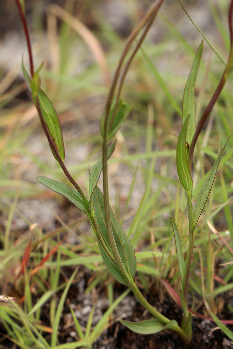 Aster harveyanus subsp. nyikensis