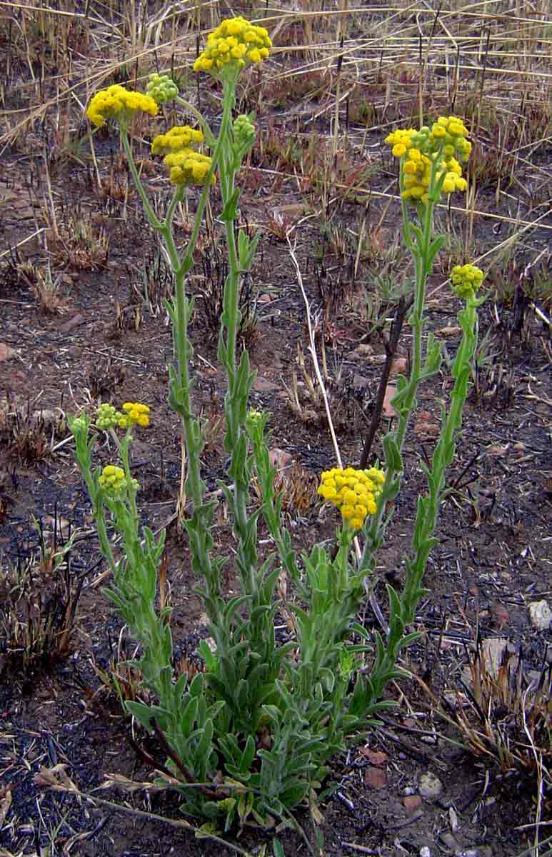 Nidorella auriculata subsp. auriculata
