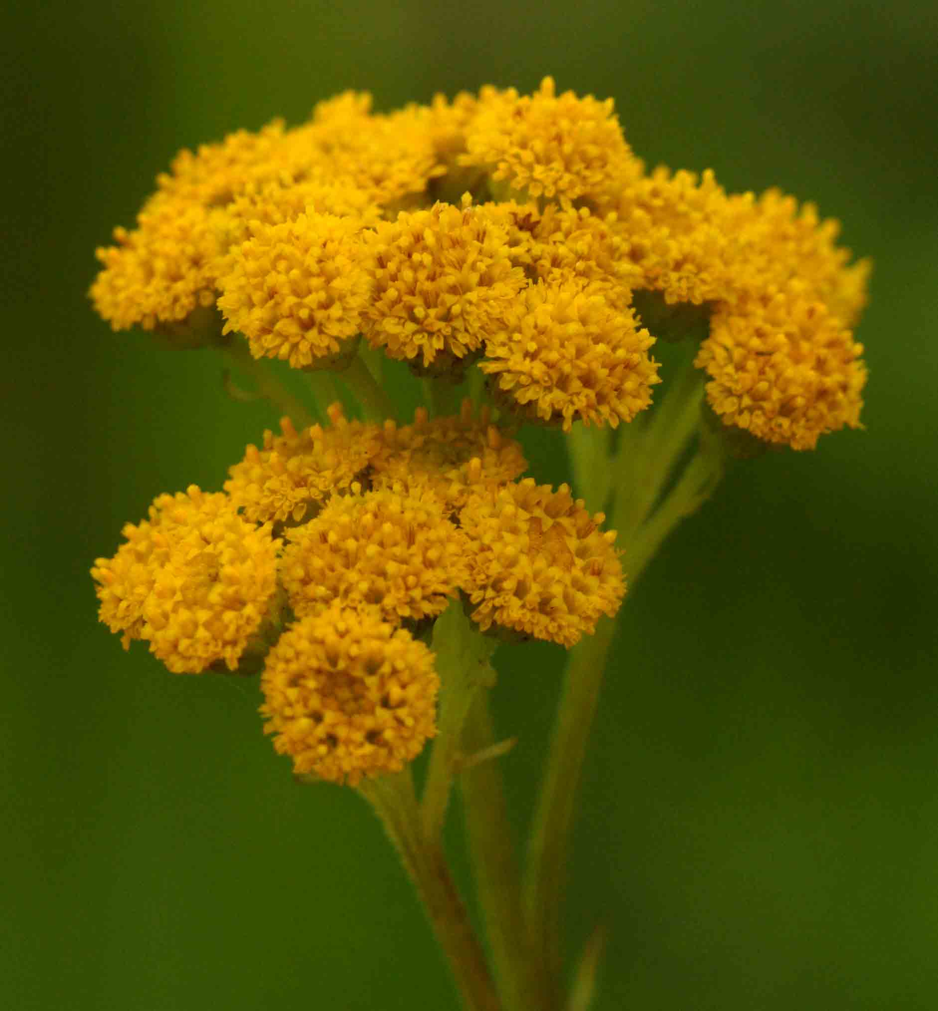Nidorella auriculata subsp. auriculata