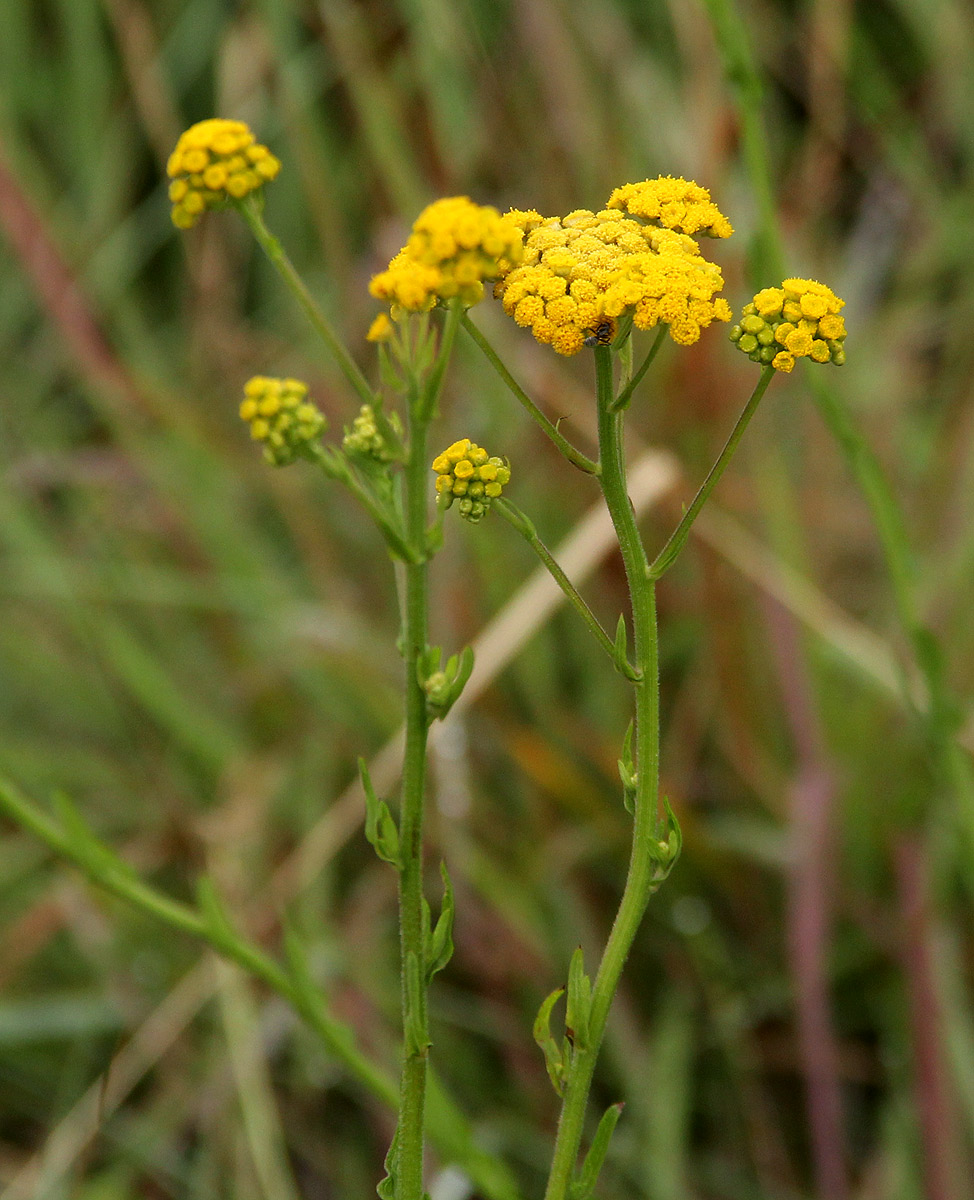 Nidorella auriculata subsp. auriculata