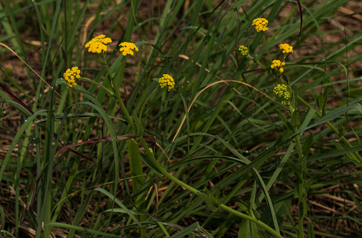 Nidorella auriculata subsp. auriculata