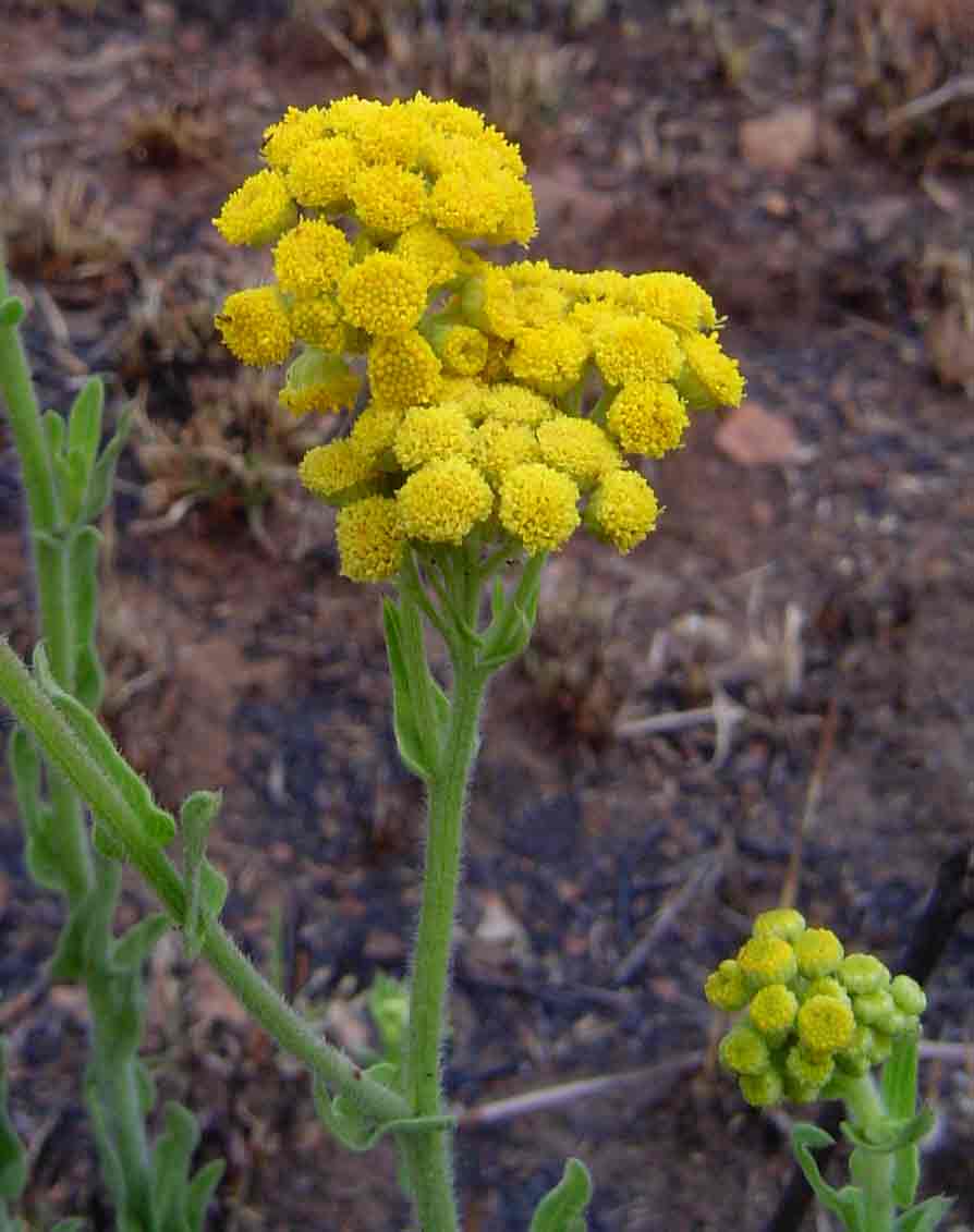 Nidorella auriculata subsp. auriculata