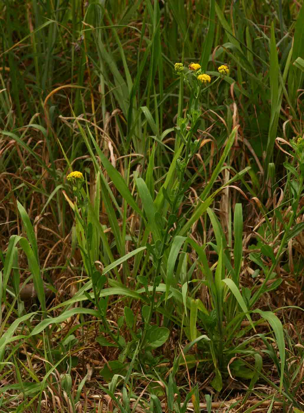 Nidorella auriculata subsp. auriculata