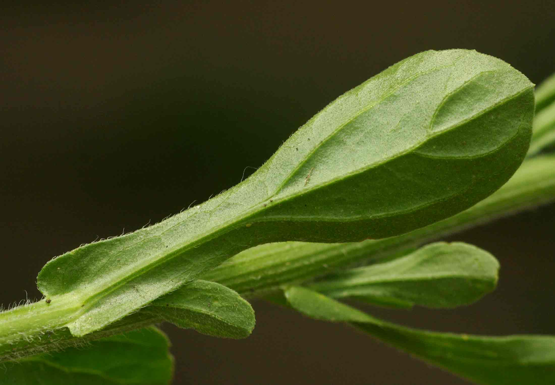 Nidorella auriculata subsp. auriculata