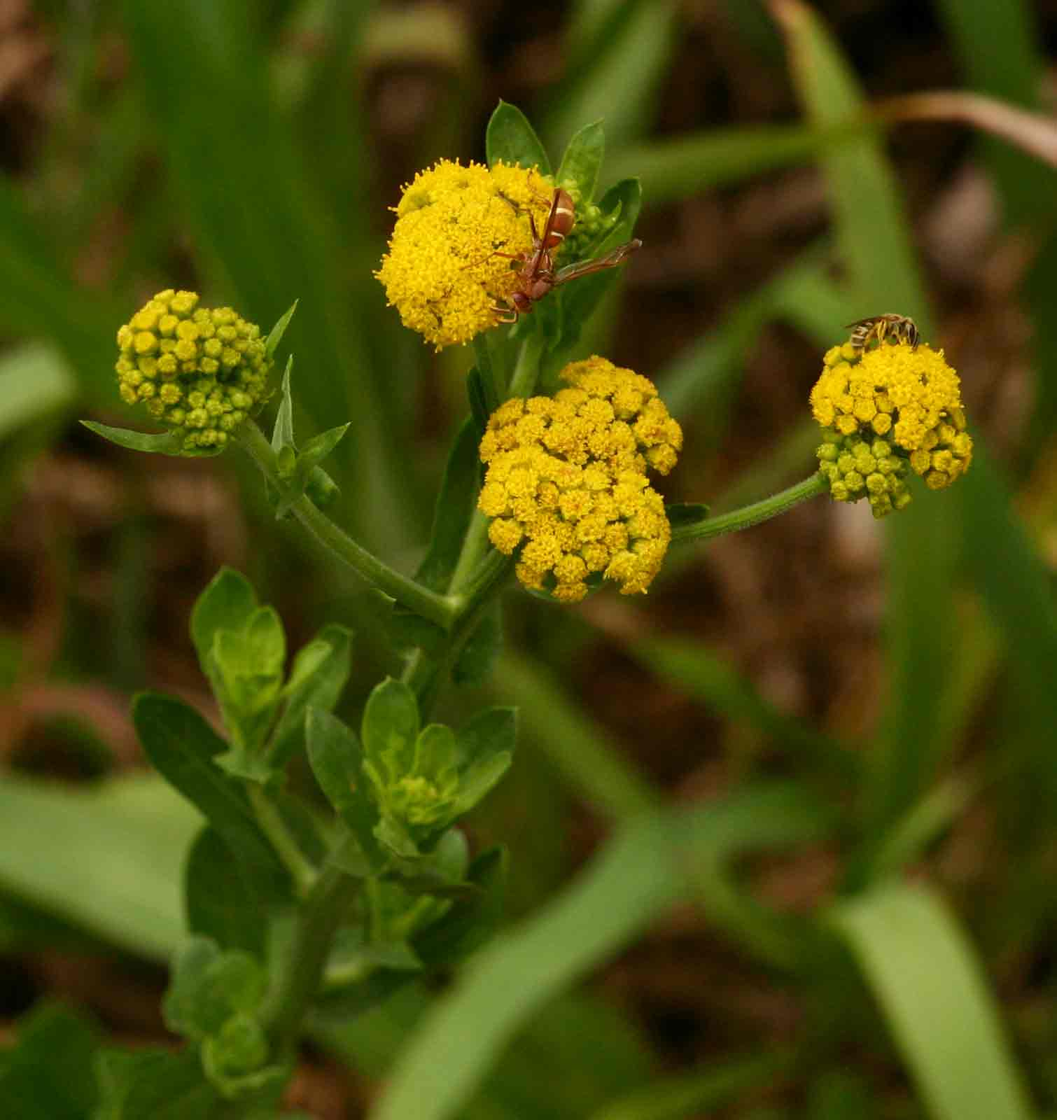 Nidorella auriculata subsp. auriculata