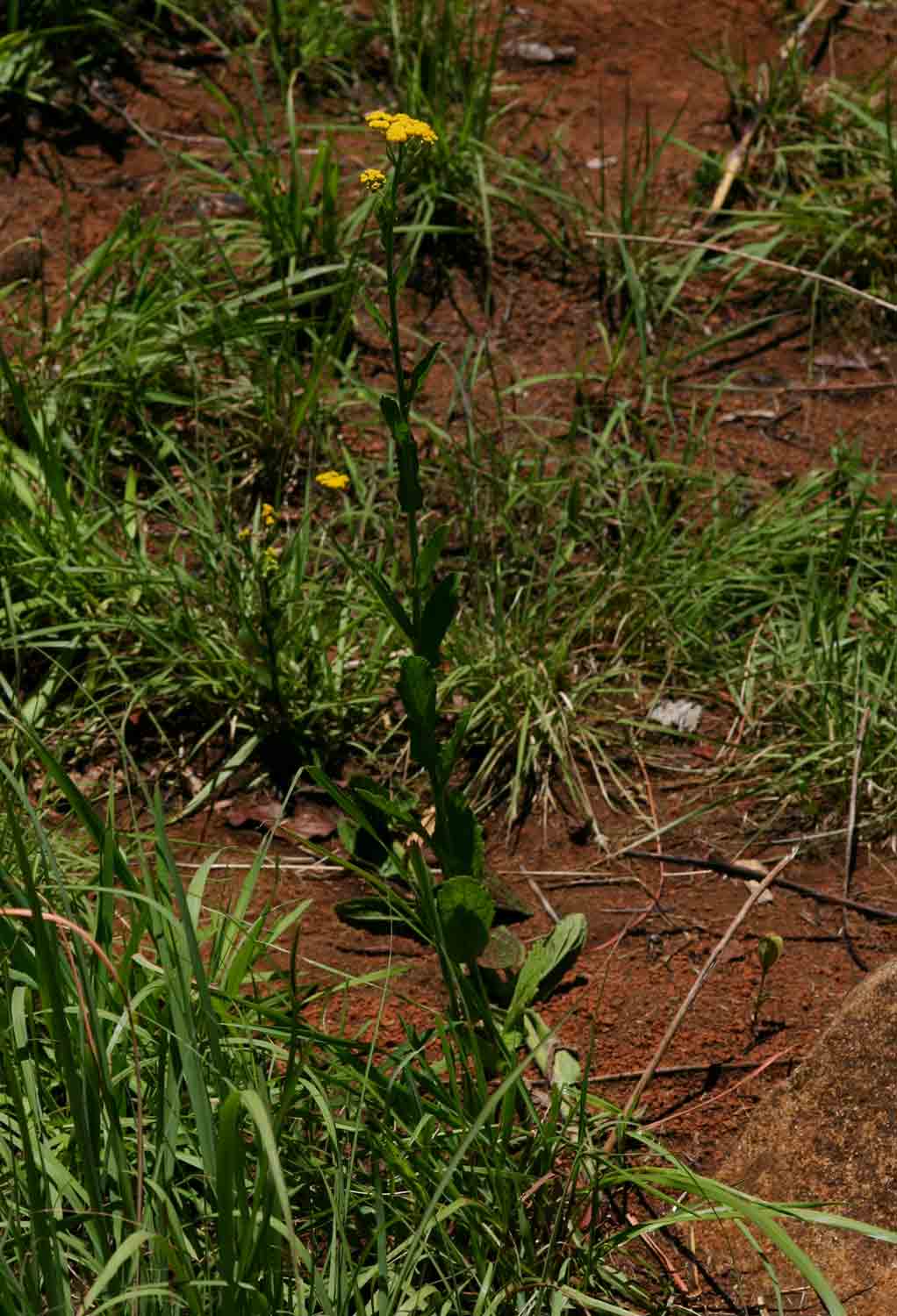 Nidorella auriculata subsp. auriculata Nidorella auriculata subsp. auriculata