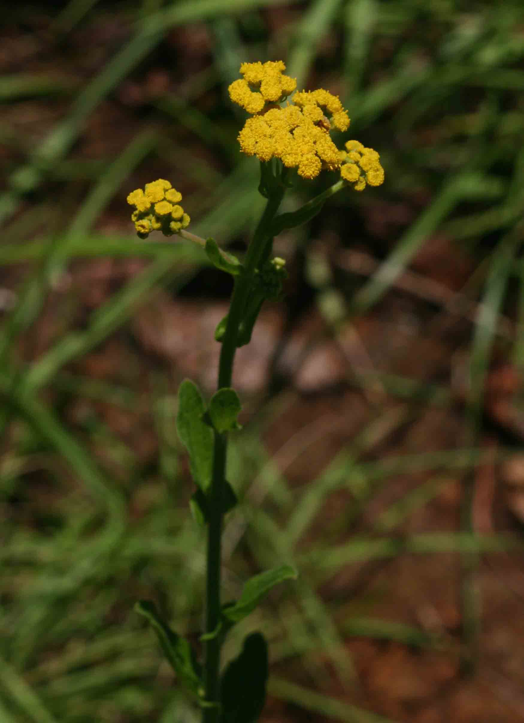 Nidorella auriculata subsp. auriculata Nidorella auriculata subsp. auriculata
