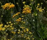 Nidorella auriculata subsp. auriculata