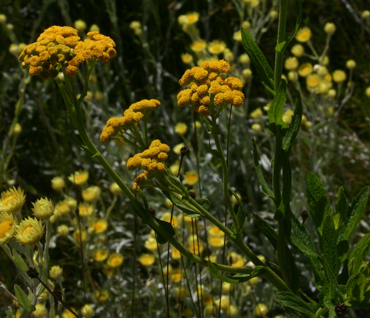 Nidorella auriculata subsp. auriculata