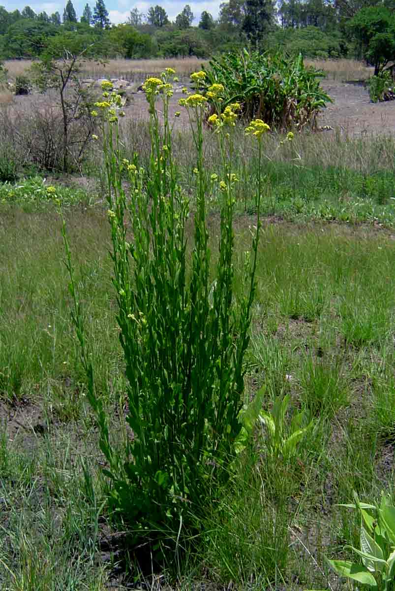 Nidorella auriculata subsp. auriculata