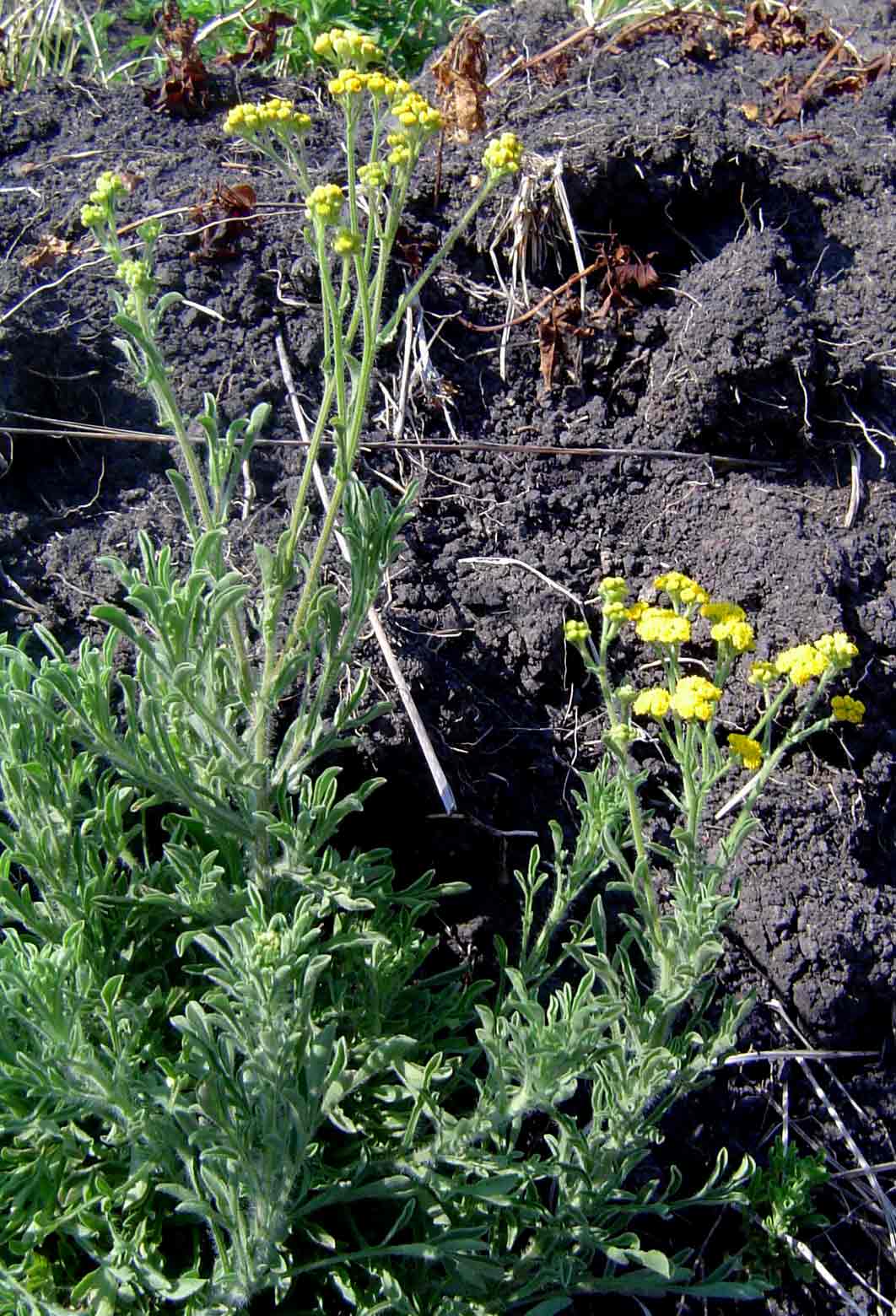 Nidorella resedifolia subsp. resedifolia Nidorella resedifolia subsp. resedifolia