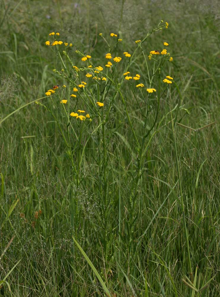 Nidorella resedifolia subsp. resedifolia Nidorella resedifolia subsp. resedifolia