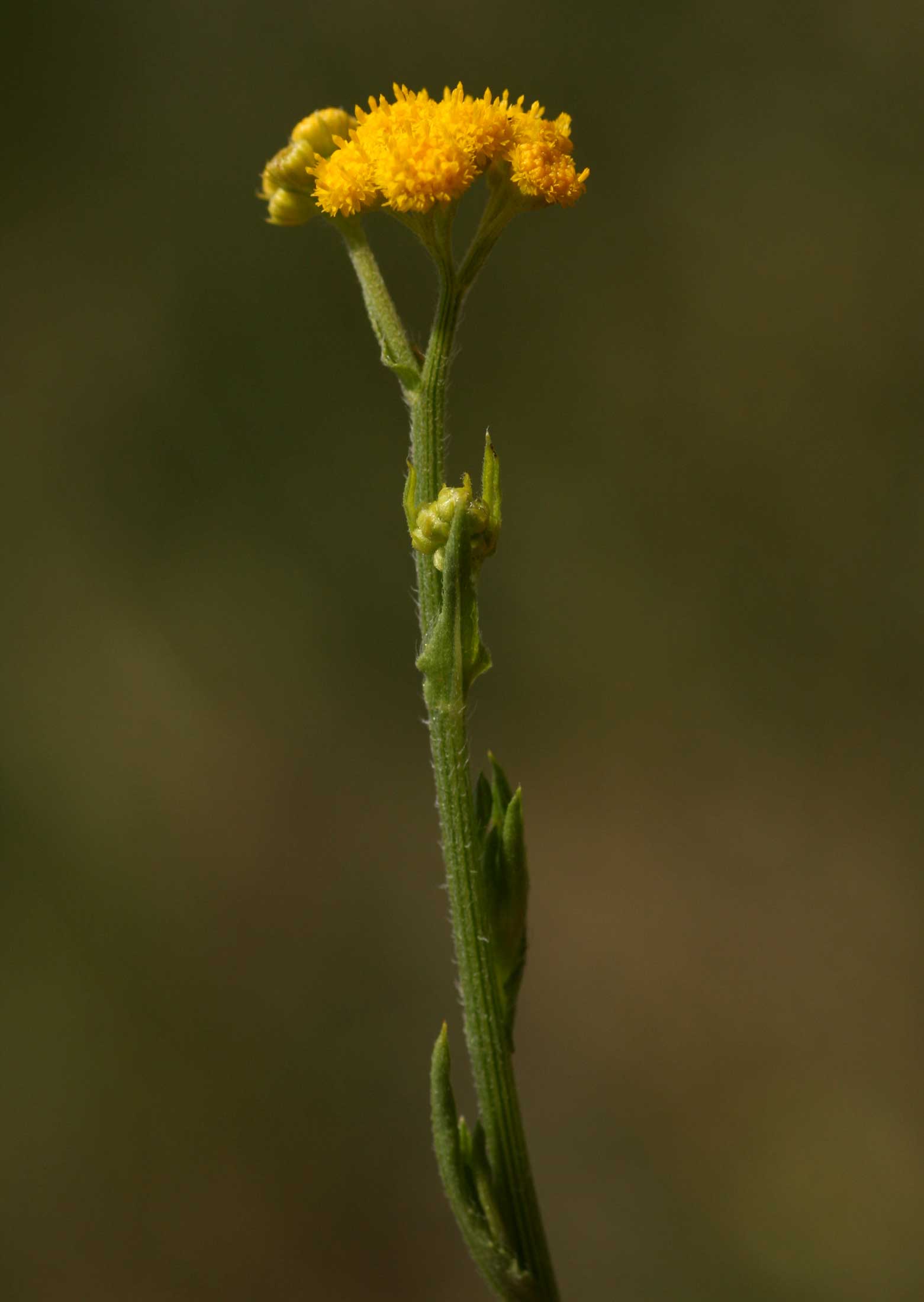 Nidorella resedifolia subsp. resedifolia