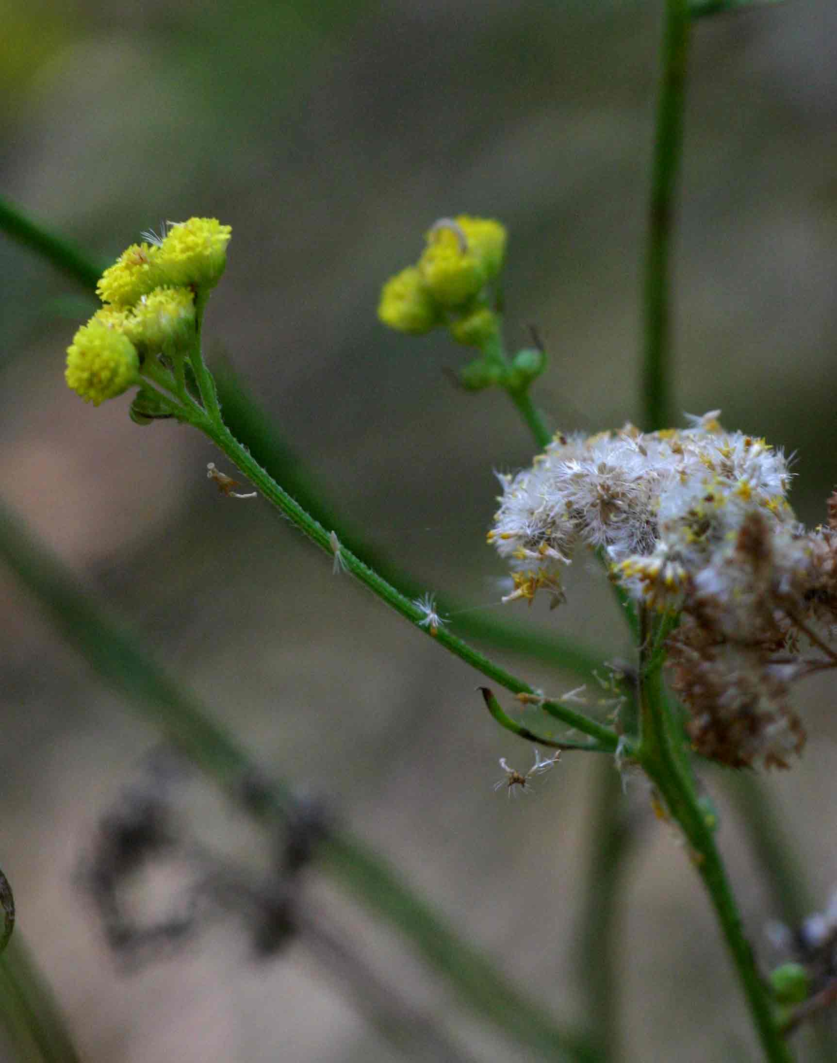 Nidorella resedifolia subsp. microcephala