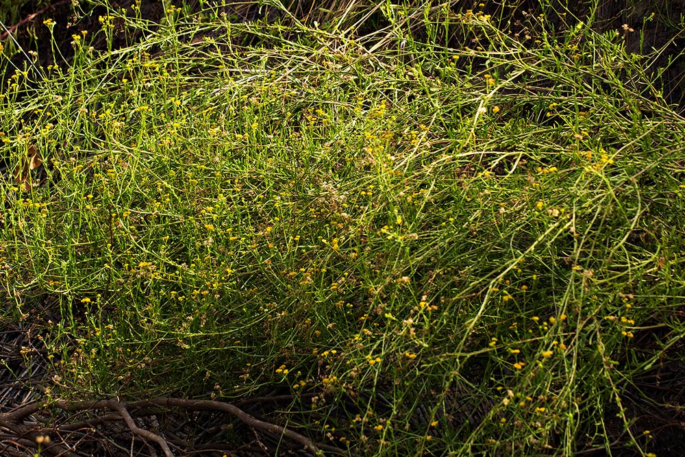 Nidorella resedifolia subsp. microcephala