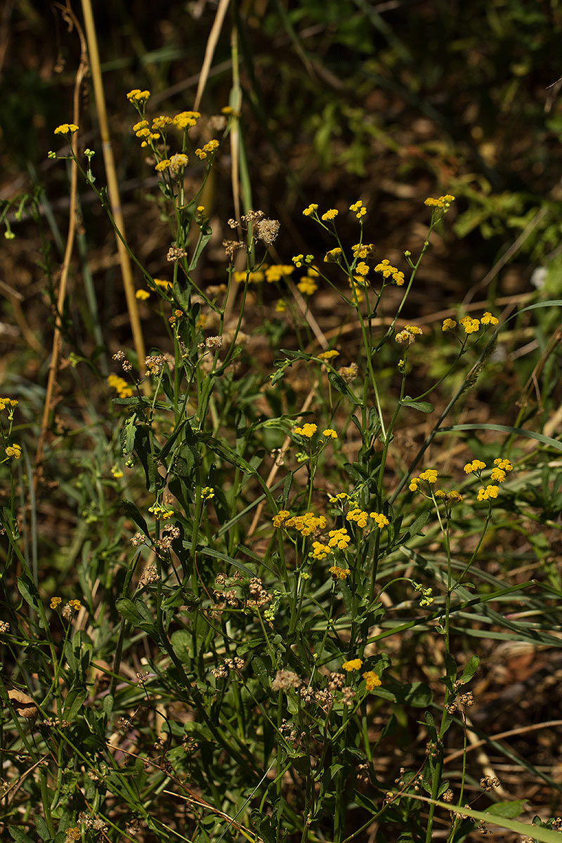 Nidorella resedifolia subsp. microcephala