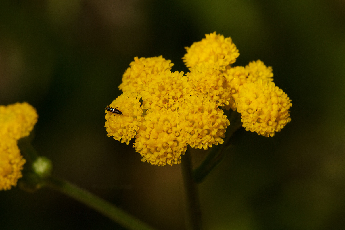 Nidorella resedifolia subsp. microcephala