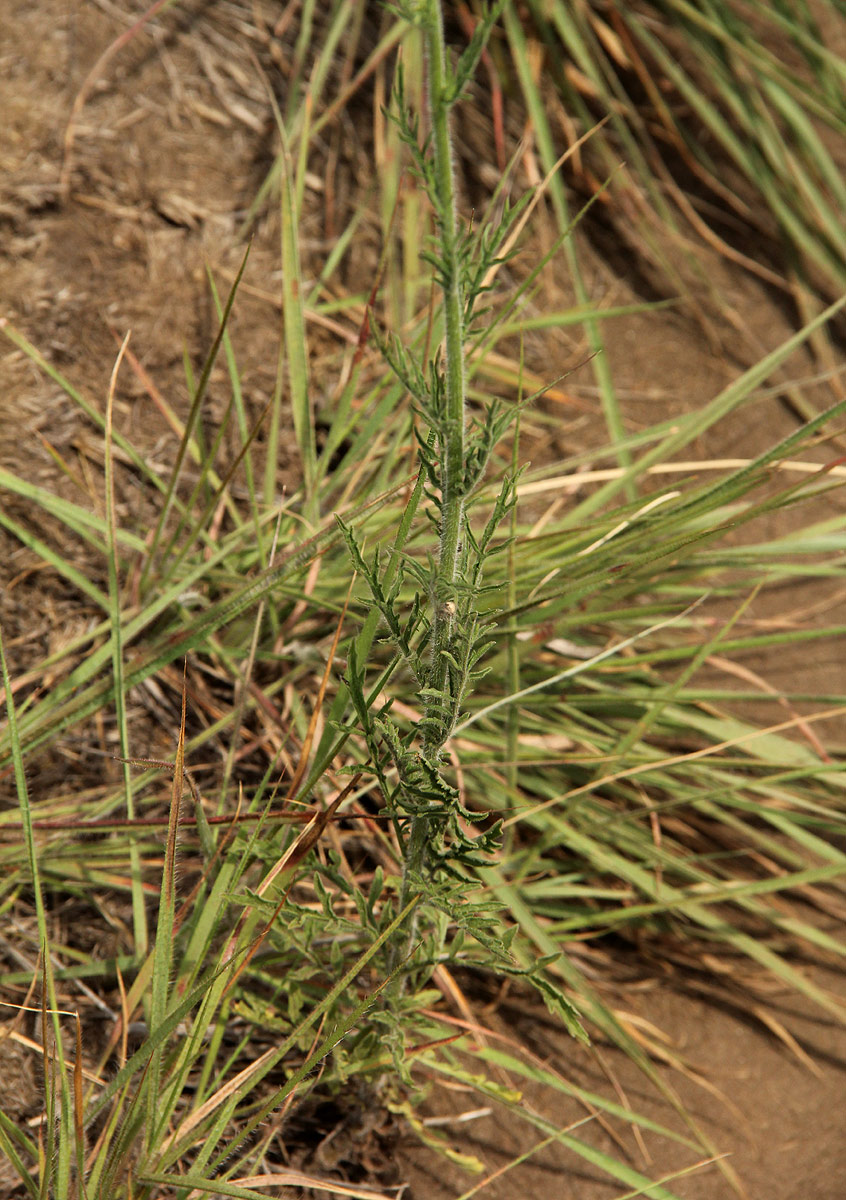 Nidorella aegyptiaca