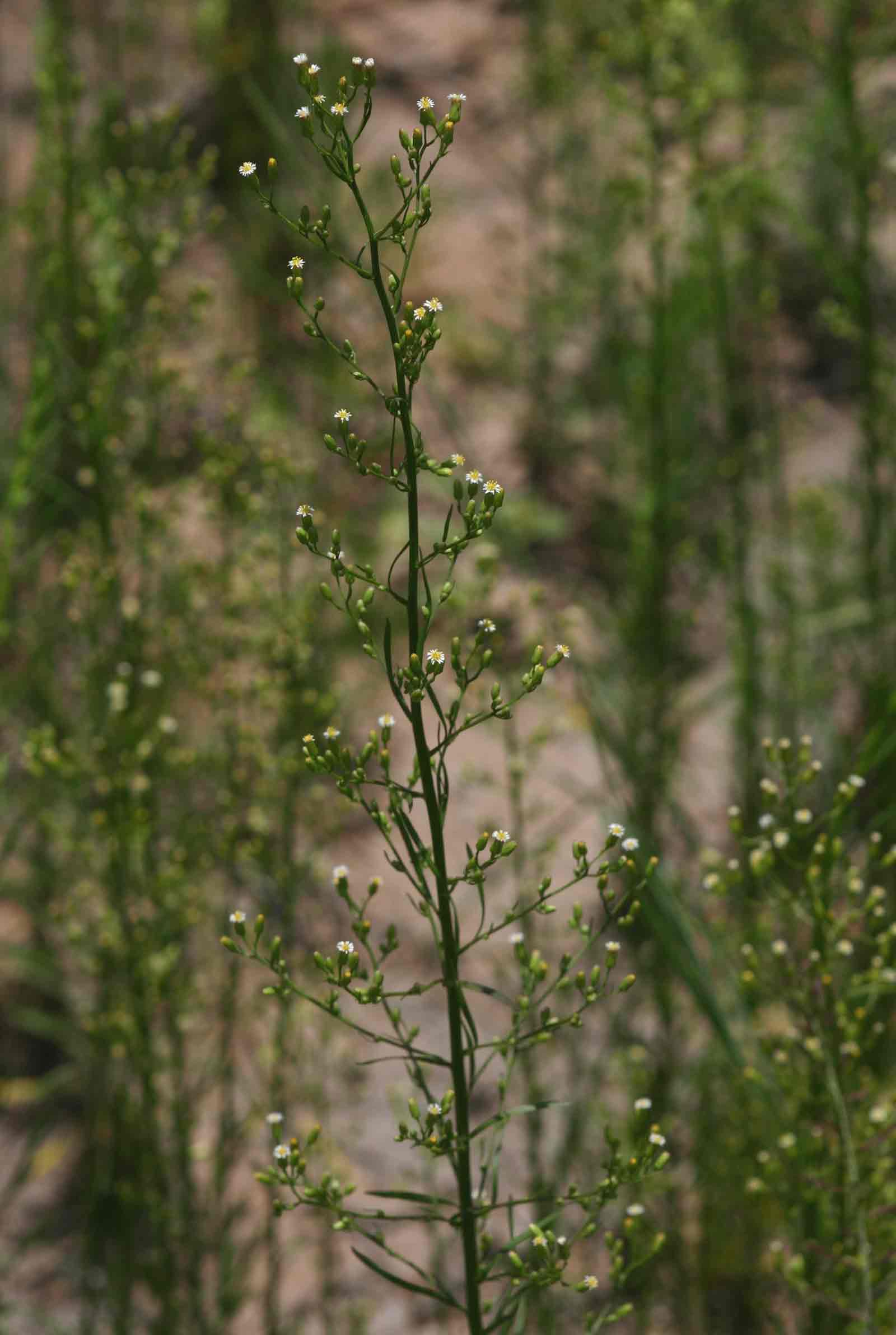Erigeron canadensis