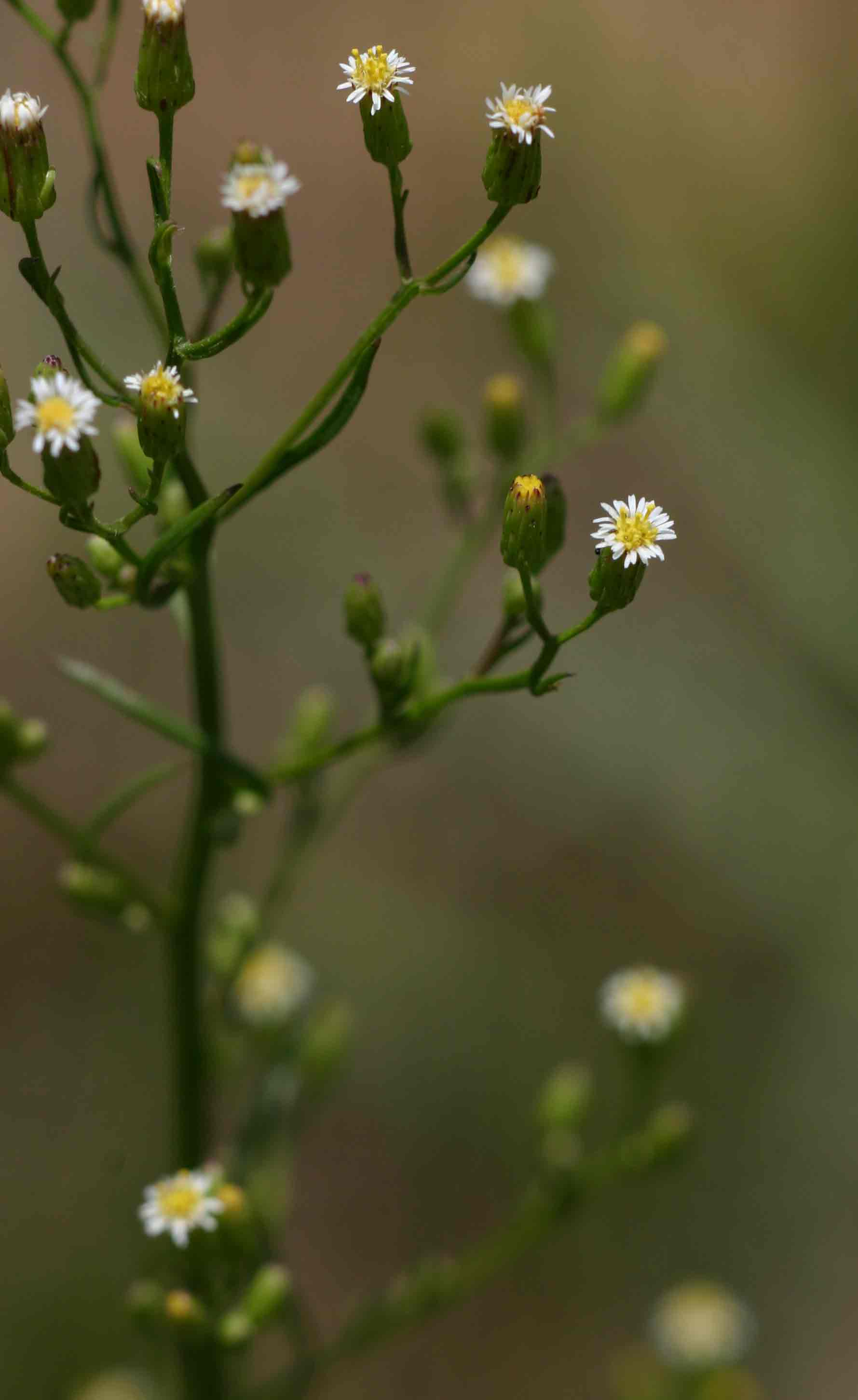 Erigeron canadensis