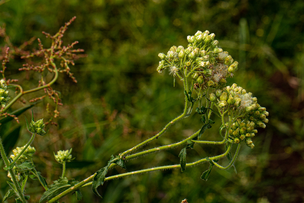 Eschenbachia gouanii Eschenbachia gouanii