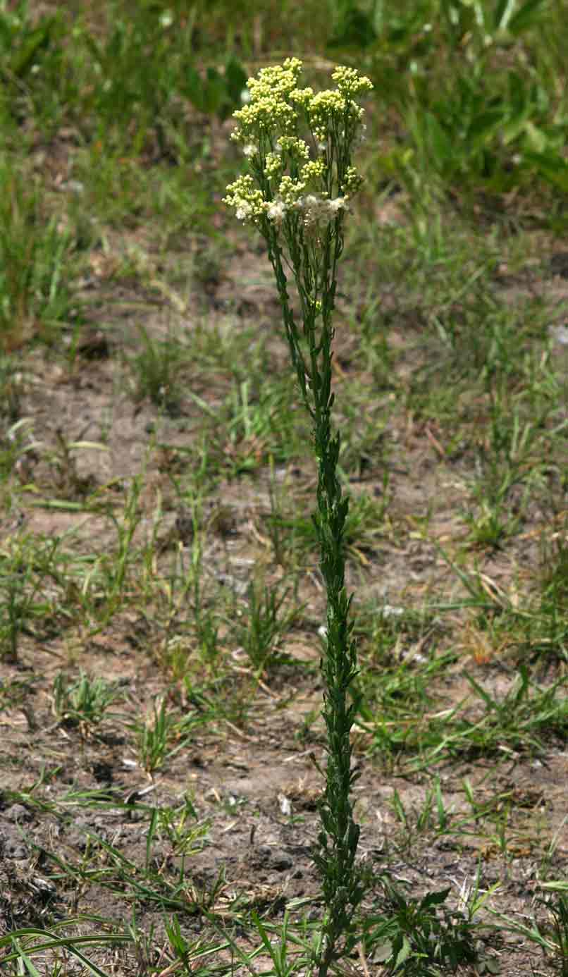 Eschenbachia stricta