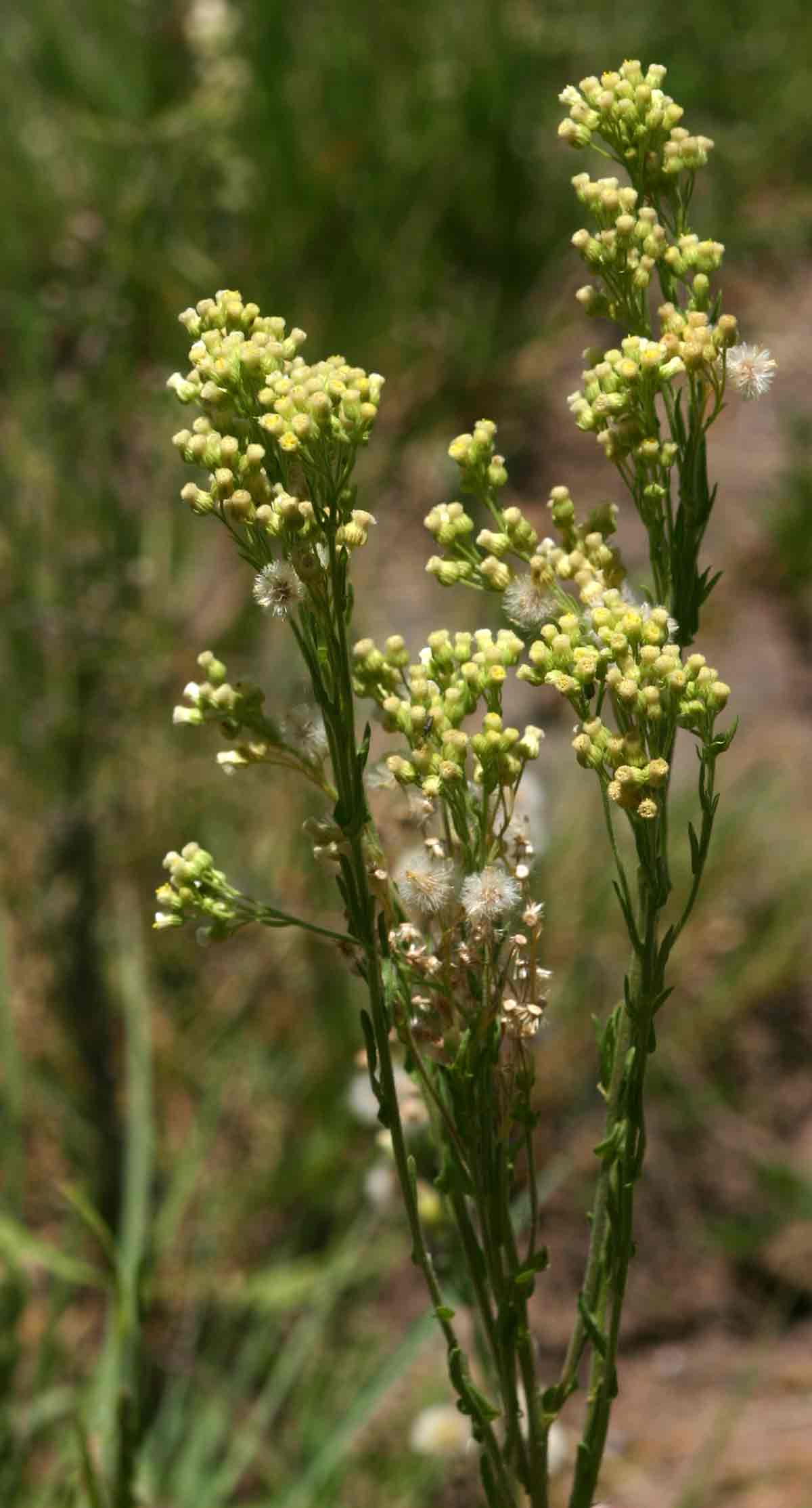 Eschenbachia stricta