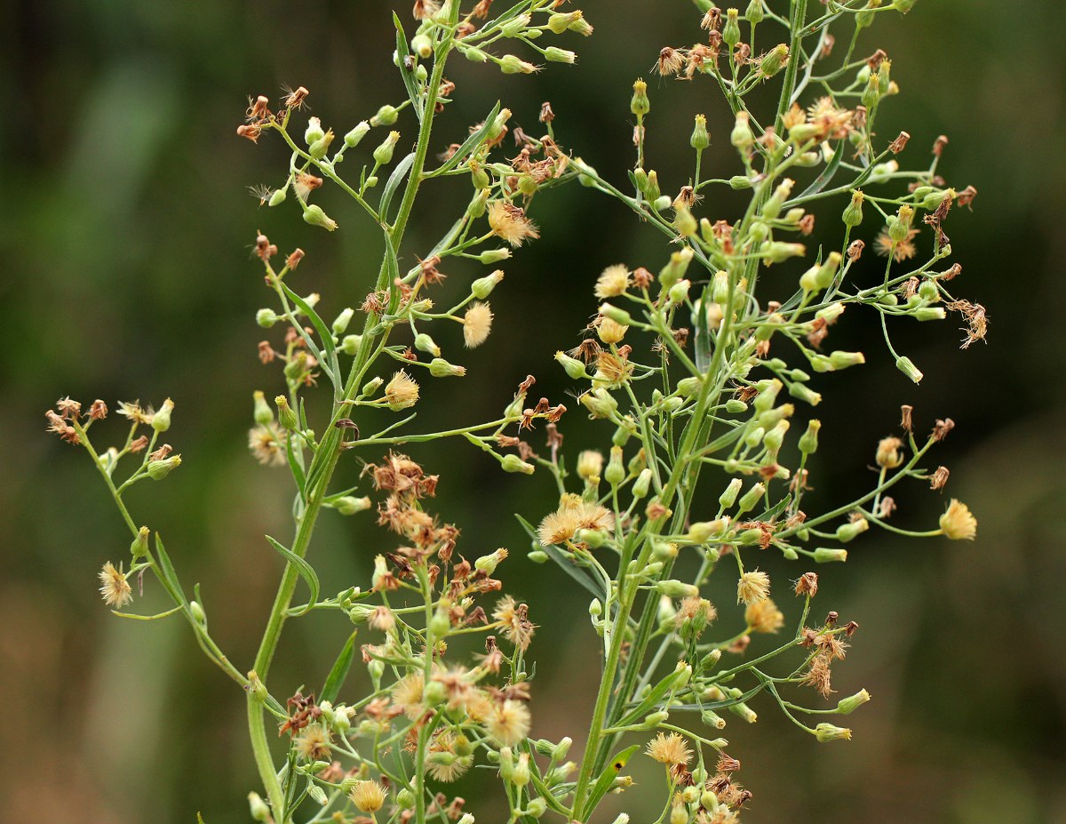 Erigeron sumatrensis