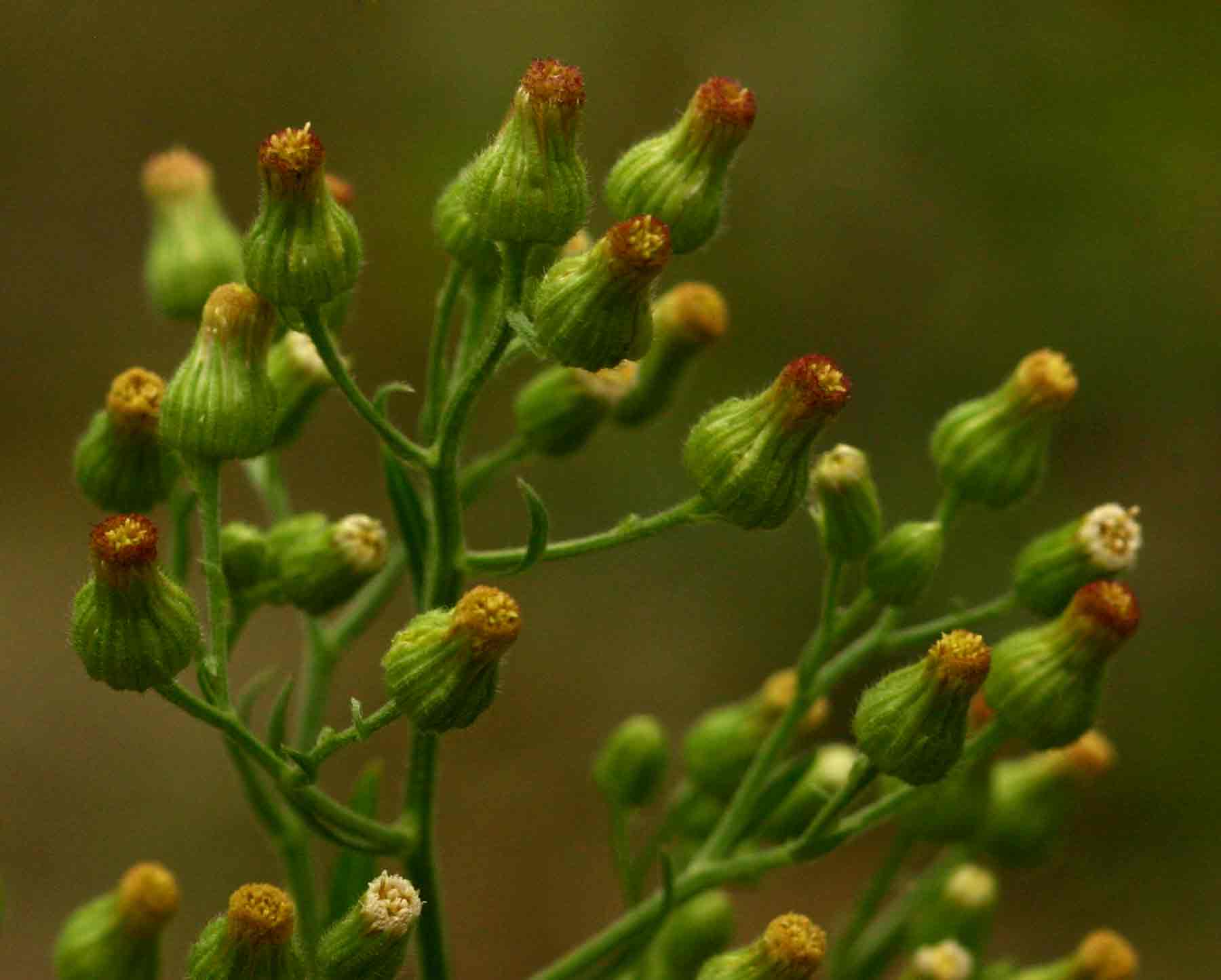 Erigeron sumatrensis Erigeron sumatrensis