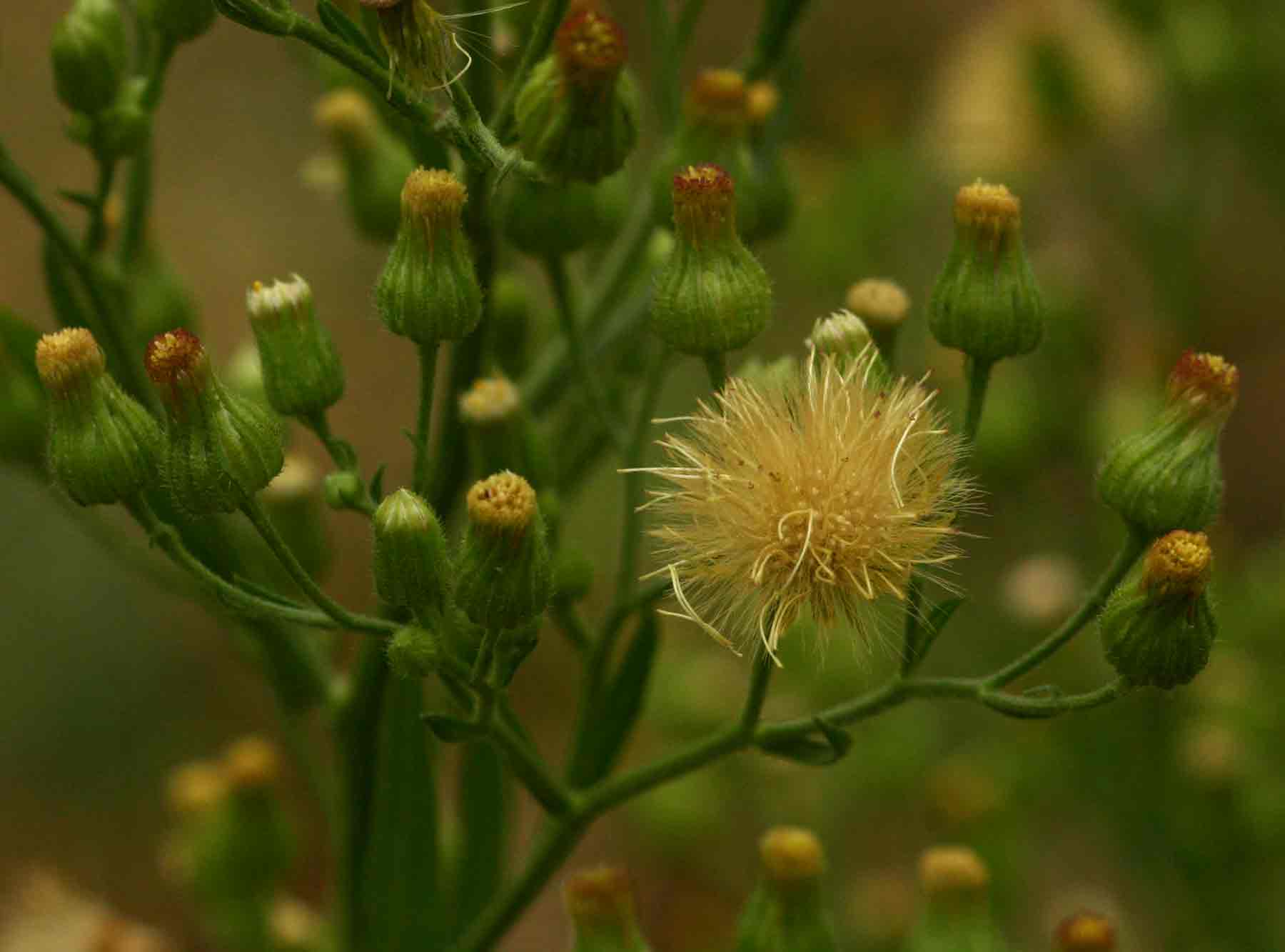 Erigeron sumatrensis