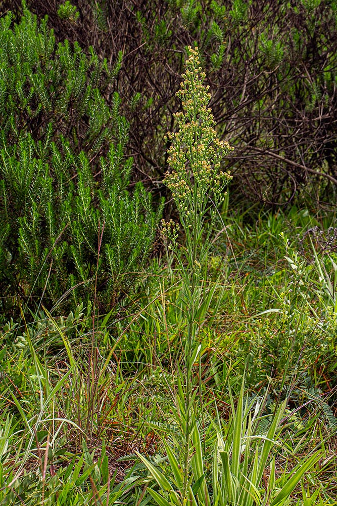 Erigeron sumatrensis