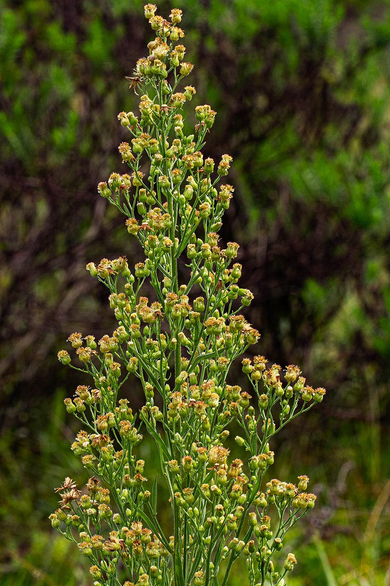 Erigeron sumatrensis
