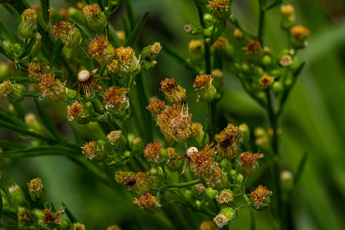 Erigeron sumatrensis