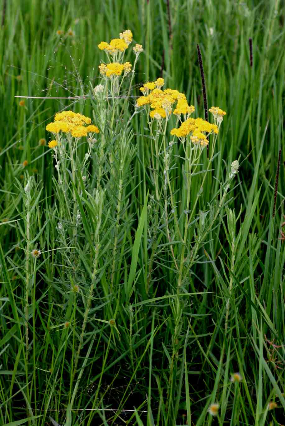 Nidorella welwitschii