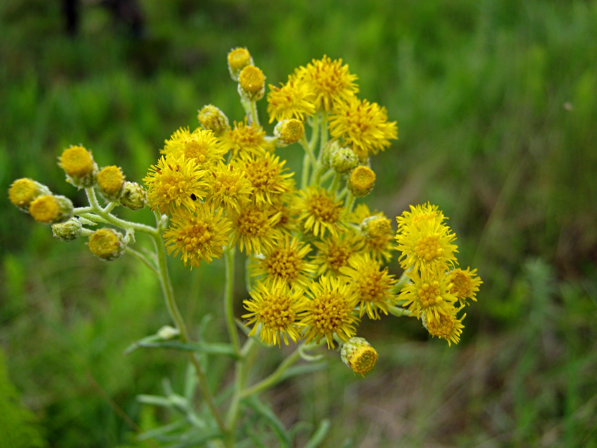 Nidorella welwitschii