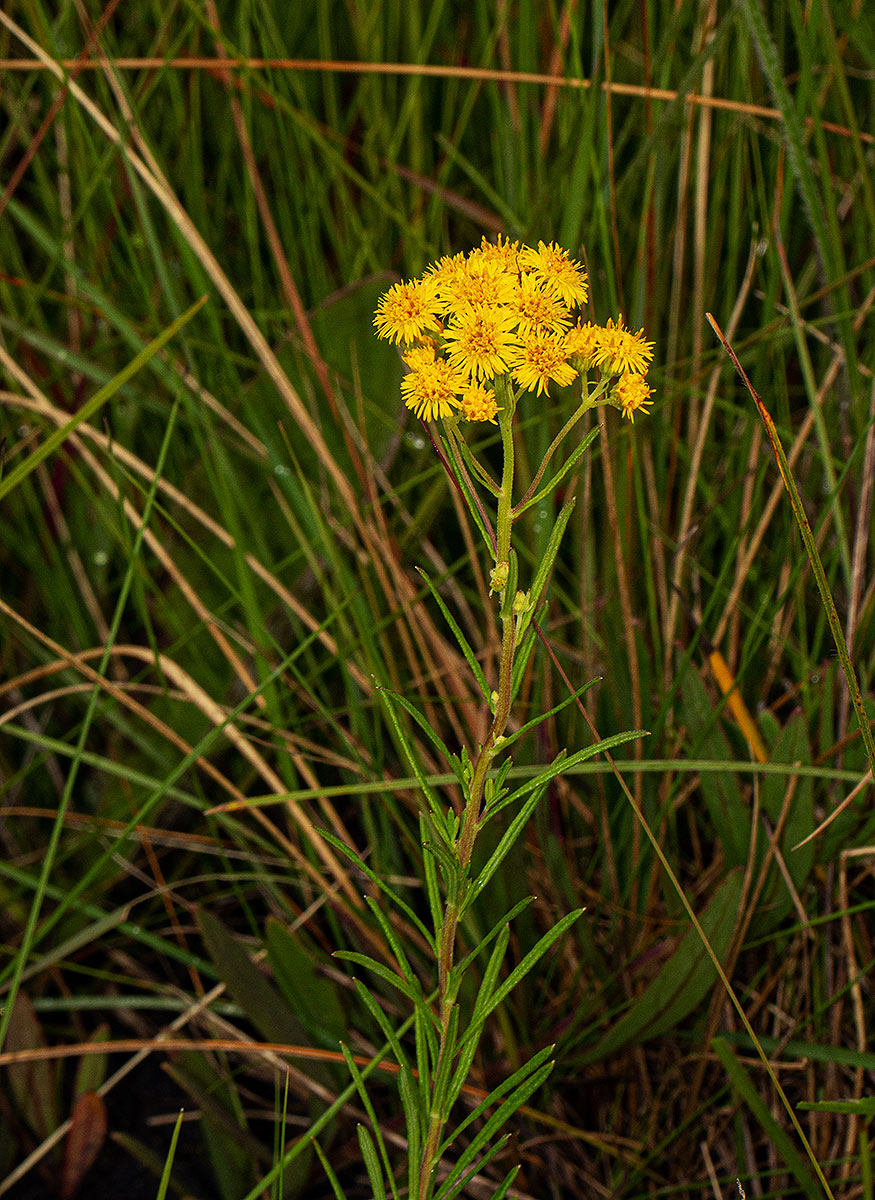 Nidorella welwitschii