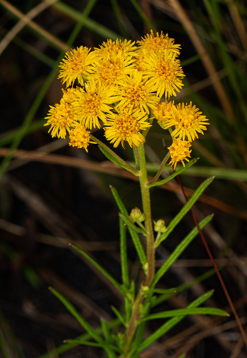 Nidorella welwitschii