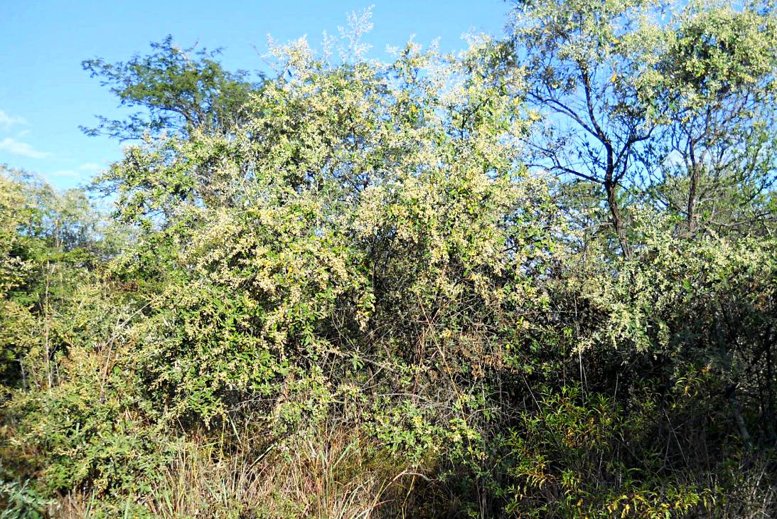 Tarchonanthus camphoratus