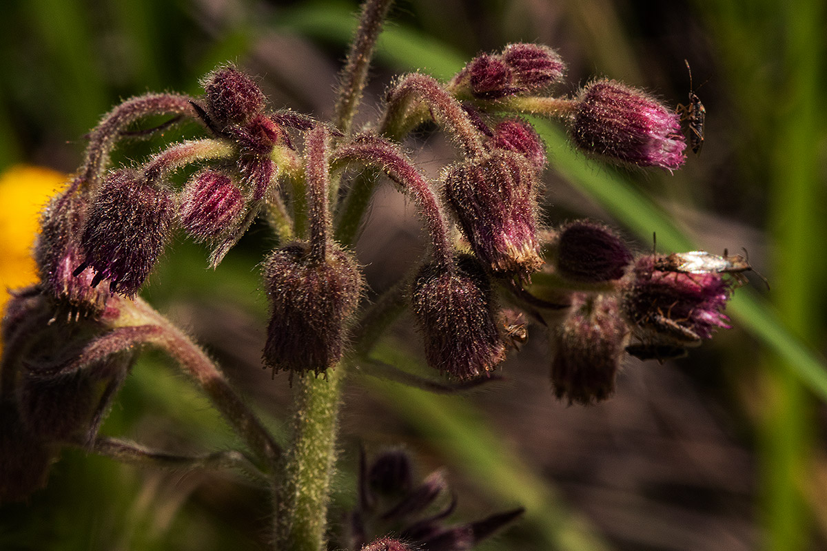 Blumea axillaris Blumea axillaris