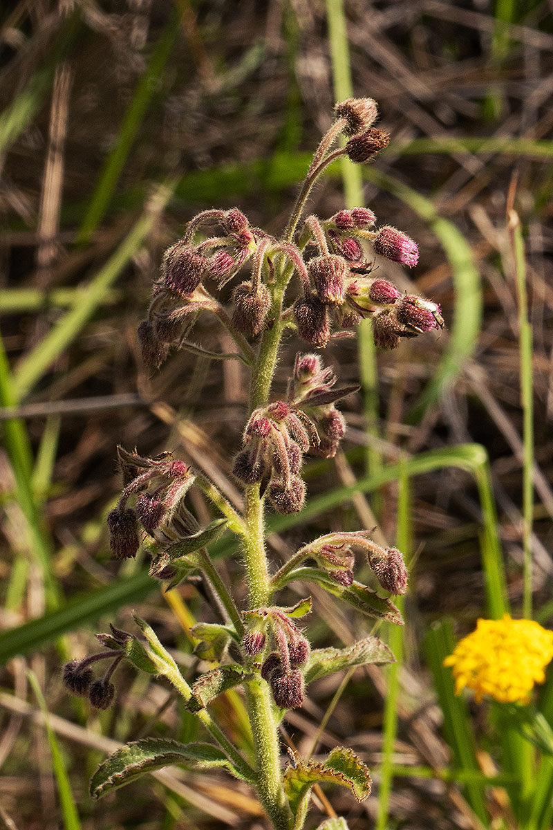 Blumea axillaris Blumea axillaris